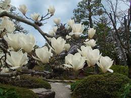 Pin On Flores E Jardins