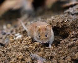 One can identify the existence of the vole by specific teeth signs on roots or trunks. How To Get Rid Of Voles Garden Design