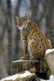 Canadian lynx on the background of branch and tree trunk Eurasian Lynx Wikipedia
