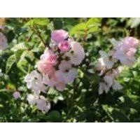 Perennial blush (mehbarbie) mehring великобритания, 2007 рамблеры (rambler). Wildbaume U Wildstraucher Gartenstauden Und Baumschulpflanzen