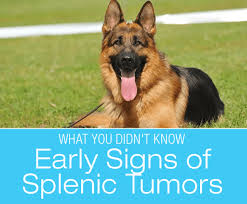 Canine liver cancer can occur for a number of reasons; Early Signs Of Splenic Tumors What You Probably Didn T Know