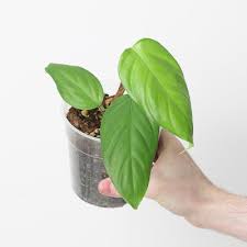 Image result for Stylochaeton