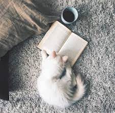 Long Haired Cat Breeds Cute Cat Pictures Cats Funny Meme Cute Cat Names List Cat And Kitten Cat Photography Cats Animals Cat Pics