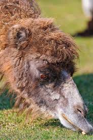 One adaptation of cacti are the spines that discourage animals from eating them, one adaptation of camels is the ability to eat things with spines, but the adaptations are geographically separated by a few the camel. How Do Camels And Cactus Adapt To Life In The Desert Quora