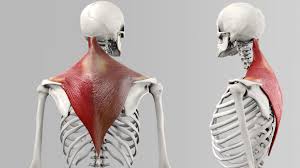 The trapezius is the most superficial (nearest to the skin) of the back, neck, and upper trunk muscles. Musculus Trapezius Doccheck