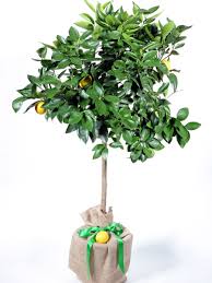 Walmart.com has been visited by 1m+ users in the past month Lemon Trees For Sale Online Choose Your Lemon Plant Now