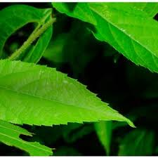 Image result for Vernonia auriculifera