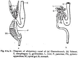 Digestive System In Fishes With Diagram