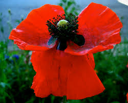 When grown in good soil, corn poppies can produce 800,000 seeds per plant, which rivals the seed production of many weeds. Poppy Description Species Britannica