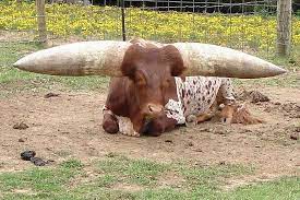 Wow Giant Horns Breeds Of Cows Unusual Animals Animals With Horns