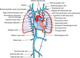 You may also find diaphragm, left lung, alveoli, bronchi, left main bronchus. Veins Of The Upper Body Sciencedirect