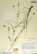 Image result for Brachythrix glomerata