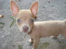 Beautiful Blue Eyed Chihuahuas I Love My Chi