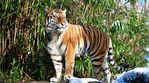 All the tigers showing symptoms were. Coronavirus Tiger At New York S Bronx Zoo Tests Positive For Covid 19 World News Sky News