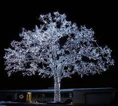 Electrician serving minneapolis mn metro area. Lighted Tree In Minneapolis Mn Home Tree Lighting Christmas Nature Tree