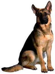 Adopt rosa (mexico) a brindle german shepherd dog dog in langley, bc (31323983) german shepherd · langley, bc. German Shepherd Dog By Pet Inn German Shepherd Dog From Ahmedabad Gujarat Id 2016193