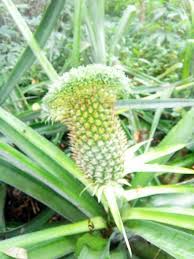 Sering kali aku keliru dengan 2 ejaan ini. Buah Nenas Steemit