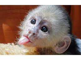 He will make a good and lovely member of the family. Cute Capuchin Monkeys Now Available Cute Baby Monkey Baby Monkey Pet Capuchin Monkey