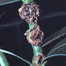 Image result for pseudomonas savastanoi pv nerii oleander symptoms