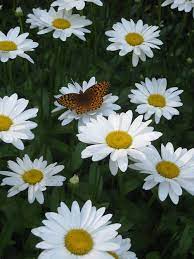 Pin On Naturaleza