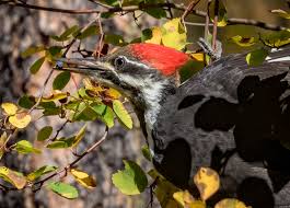 They house them in large enclosures with plenty of flying space. Pileated Woodpecker U S National Park Service