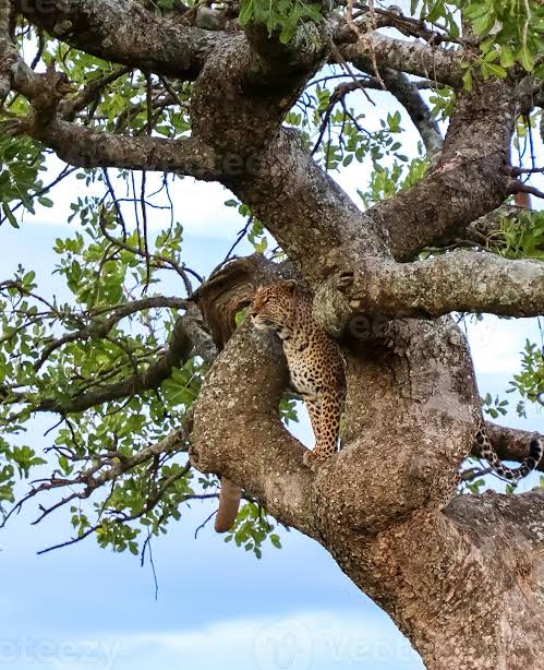 Leopards require patient tracking in riverine forests or rocky outcrops., AI generated