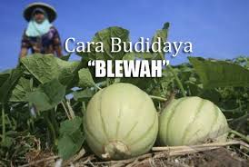 Tips agar labu berbuah banyak. 10 Tahap Mudah Budidaya Blewah Agar Sukses Berbuah Besar Menguntungkan Berita Pertanian Mitalom