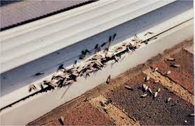 Does homeowners insurance cover termite damage? Protecting Your Home From Termite Damage Island Insurance Hawaii Renovation