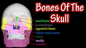Cage =a structure which protects something. Bones Of The Skull Labeled Anatomy Of The Skull And Facial Bones Skull Anatomy Bones Youtube