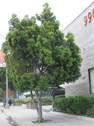 Make sure this fits by entering your model number. Podocarpus Tree Plantfiles Pictures Fern Pine Podocarpus Gracilior 1 By Palmbob Backyard Plants Home Garden Design Garden Design