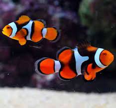 Saltwater fish pet store near me. The Wholesale World Of Tropical Fish And The Dedicated Folks Who Bring Them To You Reef Builders The Reef And Saltwater Aquarium Blog
