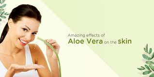 Has harsh weather made your hair stiff? Benifits Of Aleovera Use Of Aleovera Aleo Vera For Hair Aloe Vera And Giloy Juice Benefits Aleovera Uses Aleo Vera Gel Uses Aleo Vera On Skin Archives Vedicline