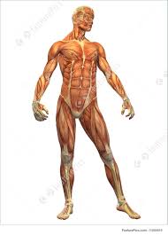Hold onto something if you need help. Human Body Muscle Male Front Illustration