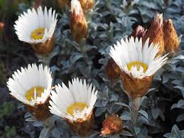 Image result for Argyrolobium tomentosum