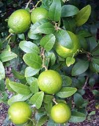 The key lime is smaller, seedier, has higher acidity, stronger aroma, and thinner rind than the persian lime (citrus × latifolia). Thornless Mexican Lime Tree Citrus Aurantifolia Zone 10 Tropical To 12 15 Feet In Height 6 8 Feet In Width