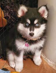 Pomsky Puppy Pomsky Puppies Puppies Pomsky