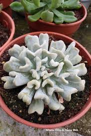 Сommittee for medicinal products for human use (chmp). Echeveria Runyonii Topsy Turvy Singapore