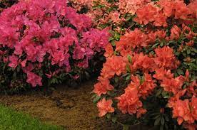 How To Care For Azalea Bushes Hunker Azaleas Landscaping Azaleas Care Landscaping Plants