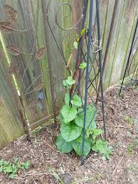 Image result for magnolia genia