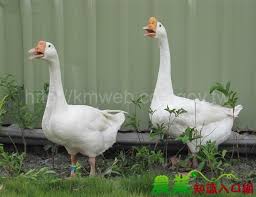 演義中的鵝種-華鵝-鵝同館-農業知識入口網