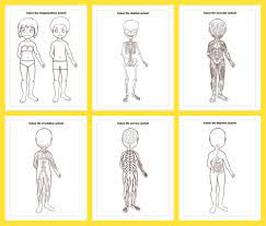 Feel free to print and color from the best 37+ anatomy coloring pages muscles at getcolorings.com. Anatomy Colouring Pages Drawing Prompts For Kids Adventure In A Box