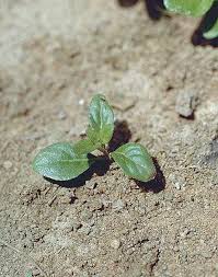 Image result for Schwenckia