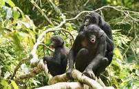 Unlike chimps, bonobos offer hope that maybe we can all get ...