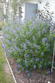 Bartblume Blue Balloon Caryopteris Clandonensis Blue Balloon Baumschule Horstmann Blaue Luftballons Sommergarten Stauden