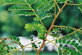 Image result for Albizia adianthifolia × gummifera