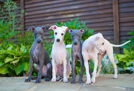 Explore 18 listings for italian greyhound puppies for sale at best prices. Italian Greyhound Price Range Italian Greyhound Puppies For Sale Cost