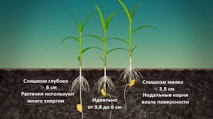 Posev Kukuruzy Normy Vyseva Sroki Nyuansy Agronom Co