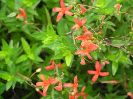 Image result for Anisacanthus