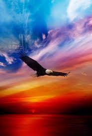 Pin By Hans Buhrs On 4th Of July The Red White Blues Eagle Wallpaper Bald Eagle Eagle Pictures