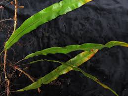 Image result for Oleandra